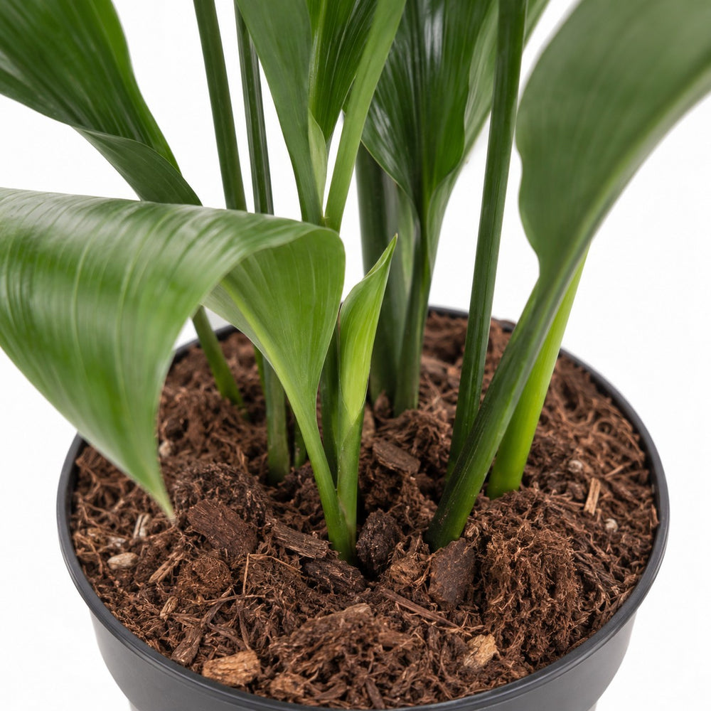 Aspidistra Elatior, Nahaufnahme Wuchs und Triebansatz