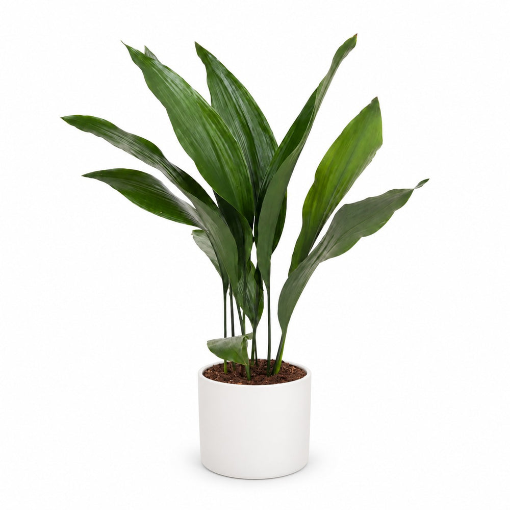 Aspidistra Elatior - 70cm, Stylingbeispiel im Übertopf (Übertopf nicht enthalten)