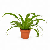 Asplenium Antiquum (30cm, Ø12cm) im Kulturtopf