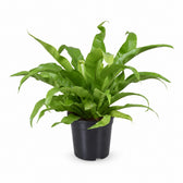Asplenium Antiquum (45cm, Ø17cm) im Kulturtopf