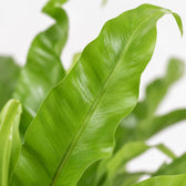 Asplenium Antiquum (45cm, Ø17cm), Nahaufnahme Blatt