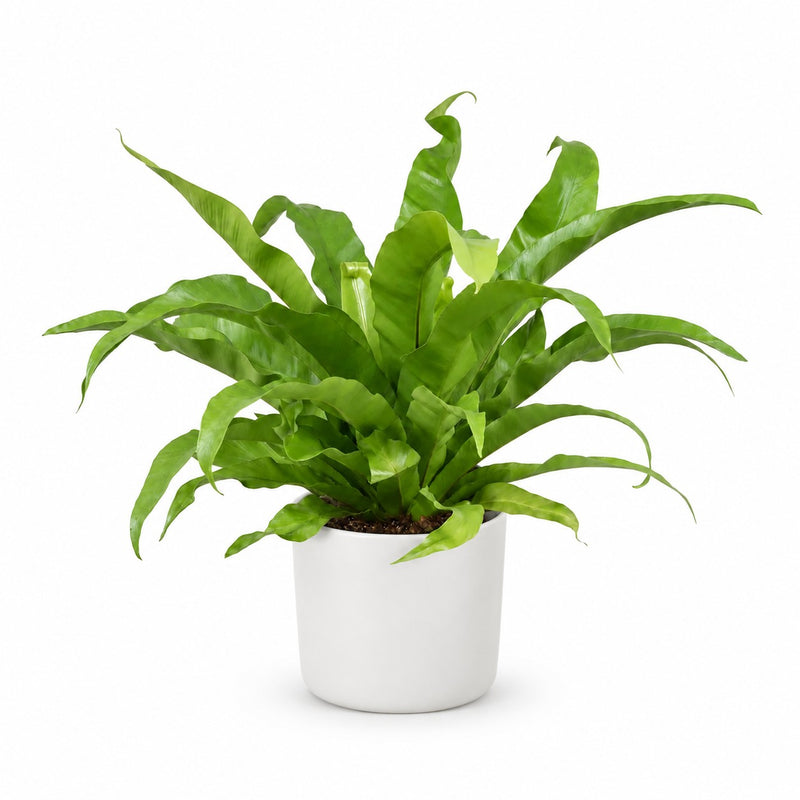 Asplenium Antiquum Detail