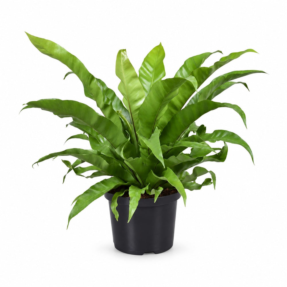 Asplenium Antiquum (60cm, Ø23cm) im Kulturtopf