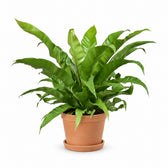 Asplenium Antiquum (60cm, Ø23cm), Stylingbeispiel im Übertopf (Übertopf nicht enthalten)