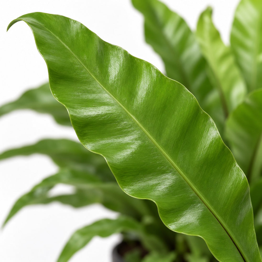 Asplenium Antiquum, Nahaufnahme Blatt