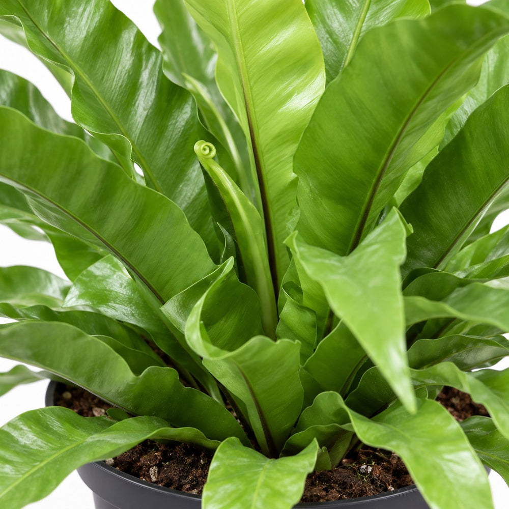 Asplenium Antiquum, Nahaufnahme Wuchs und Triebansatz