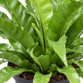 Asplenium Antiquum, Nahaufnahme Wuchs und Triebansatz
