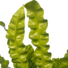 Asplenium Crispy Wave 25cm Nahaufnahme
