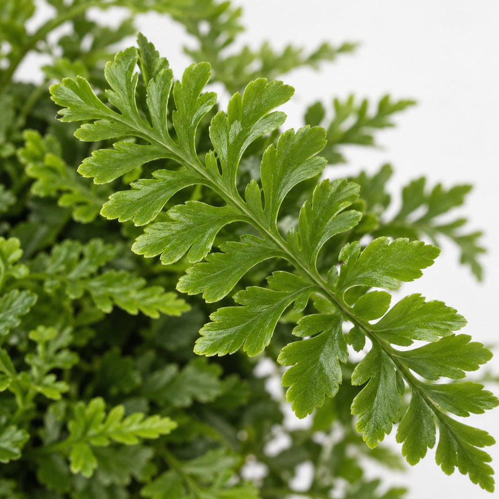 Asplenium Parvati (25cm, Ø12cm), Nahaufnahme Blatt
