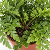 Asplenium Parvati (25cm, Ø12cm), Nahaufnahme Wuchs und Triebansatz