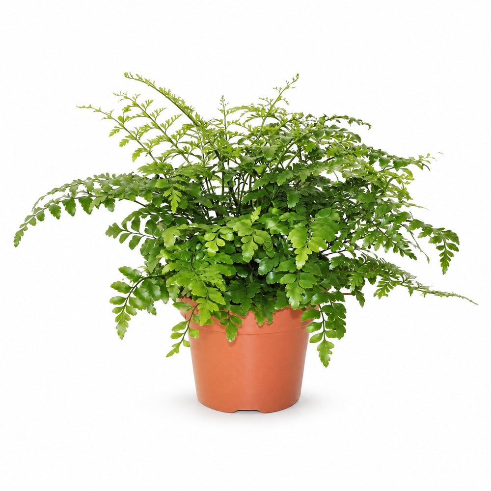 Asplenium Parvati (30cm, Ø17cm) im Kulturtopf