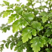 Asplenium Parvati (30cm, Ø17cm), Nahaufnahme Blatt