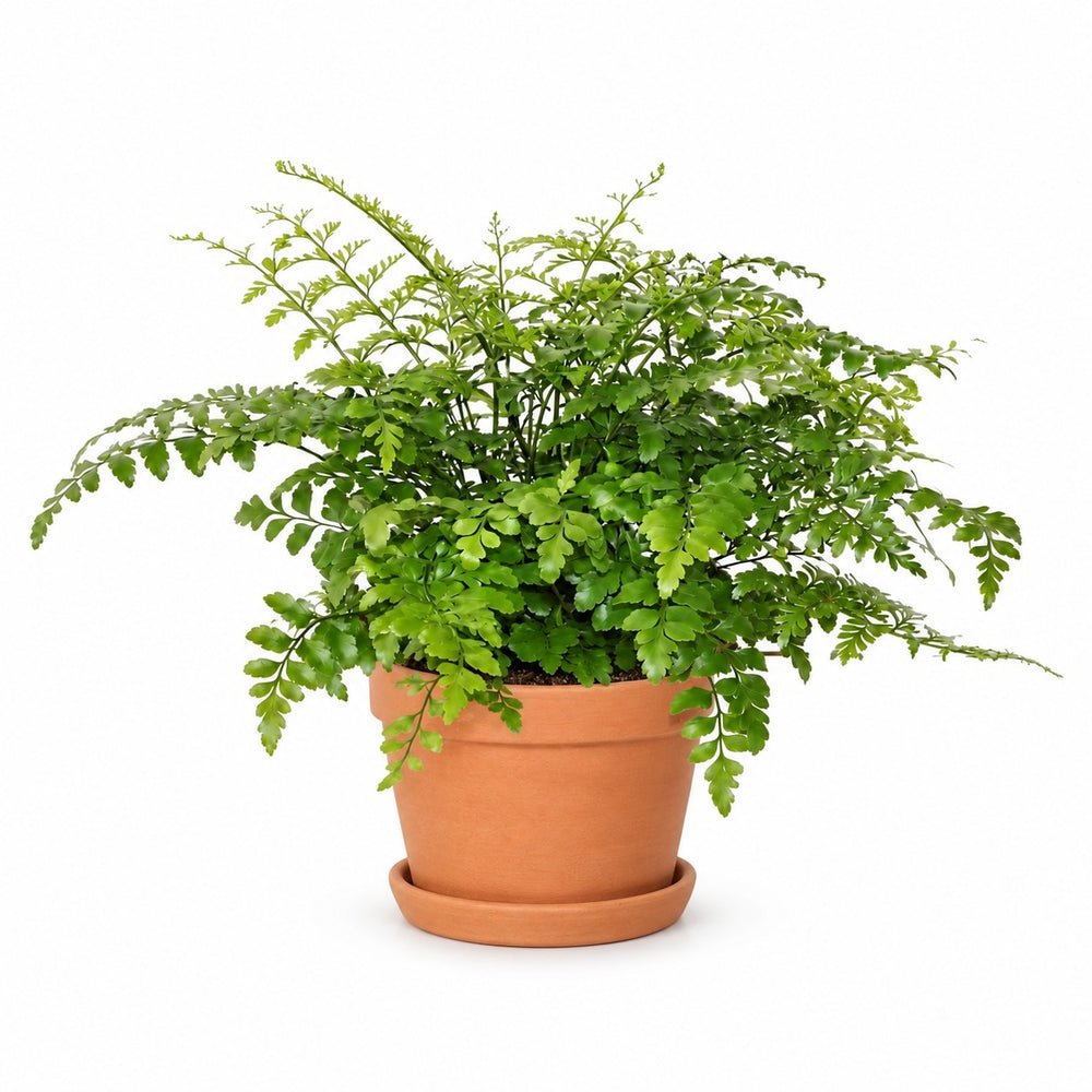 Asplenium Parvati (30cm, Ø17cm), Stylingbeispiel im Übertopf (Übertopf nicht enthalten)