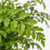 Asplenium Parvati (35cm, Ø12cm), Nahaufnahme Blatt