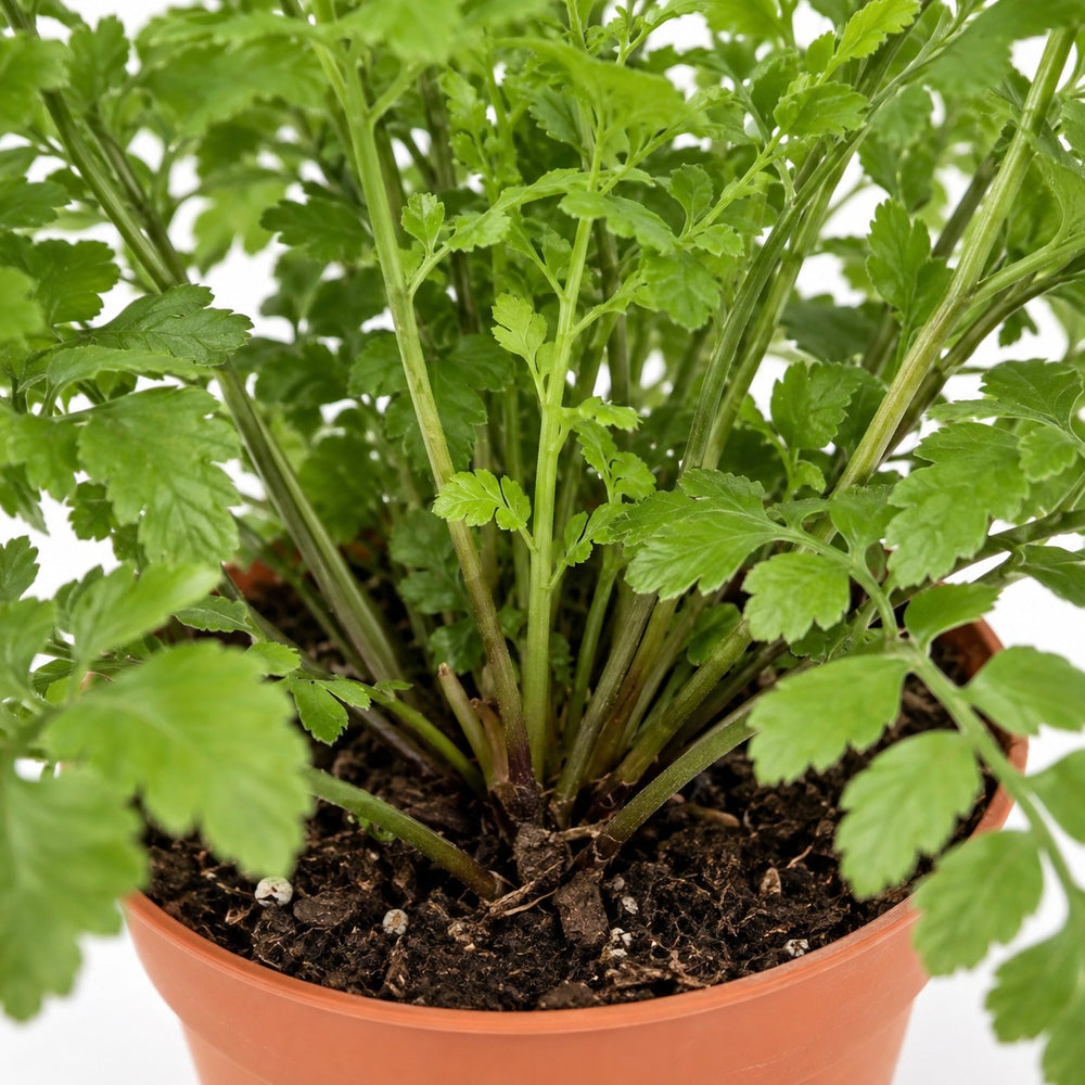 Asplenium Parvati (35cm, Ø12cm), Nahaufnahme Wuchs und Triebansatz
