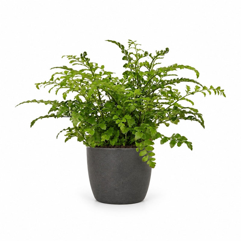 Asplenium Parvati Detail