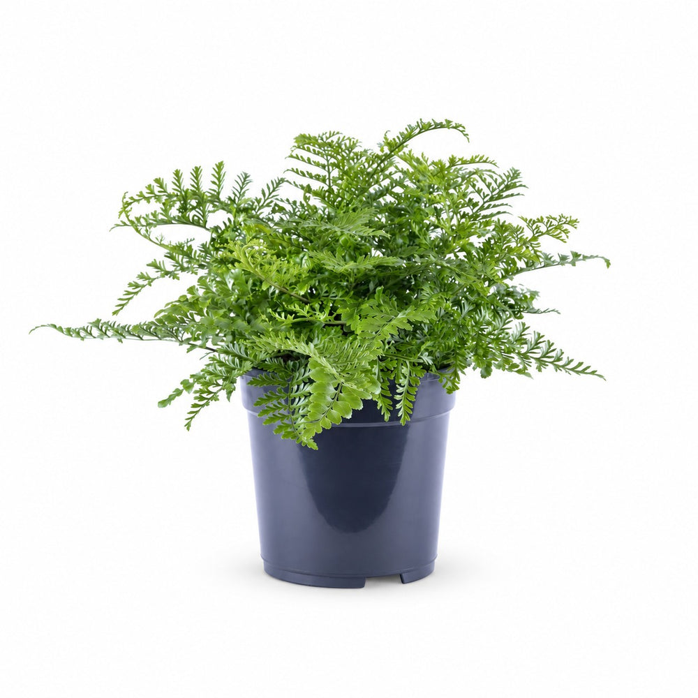 Asplenium Parvati (40cm, Ø21cm) im Kulturtopf