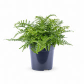 Asplenium Parvati (40cm, Ø21cm) im Kulturtopf