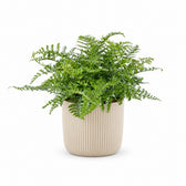 Asplenium Parvati (40cm, Ø21cm), Stylingbeispiel im Übertopf (Übertopf nicht enthalten)