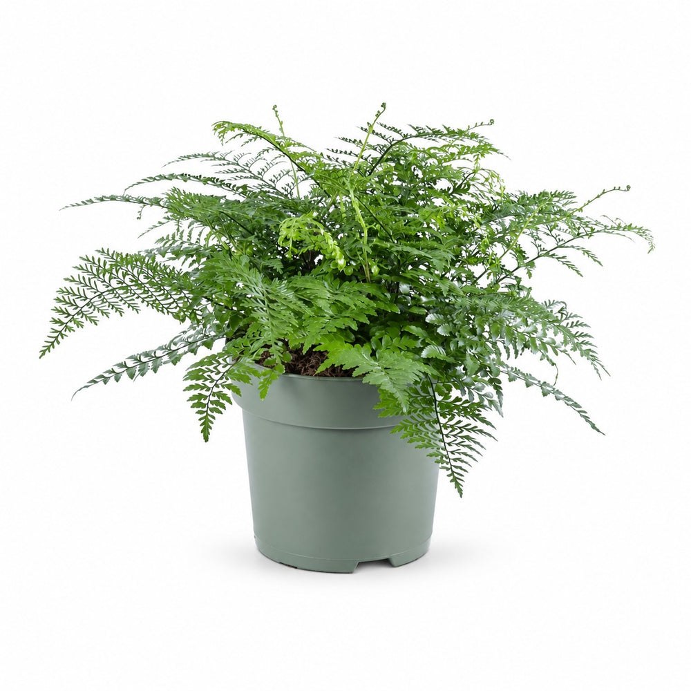 Asplenium Parvati (50cm, Ø27cm) im Kulturtopf