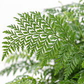 Asplenium Parvati (50cm, Ø27cm), Nahaufnahme Blatt