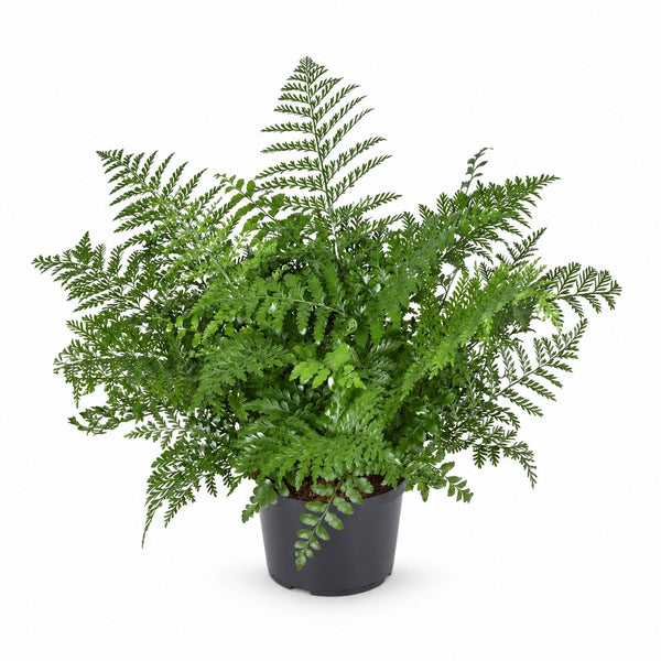 Asplenium Parvati (55cm, Ø23cm) im Kulturtopf