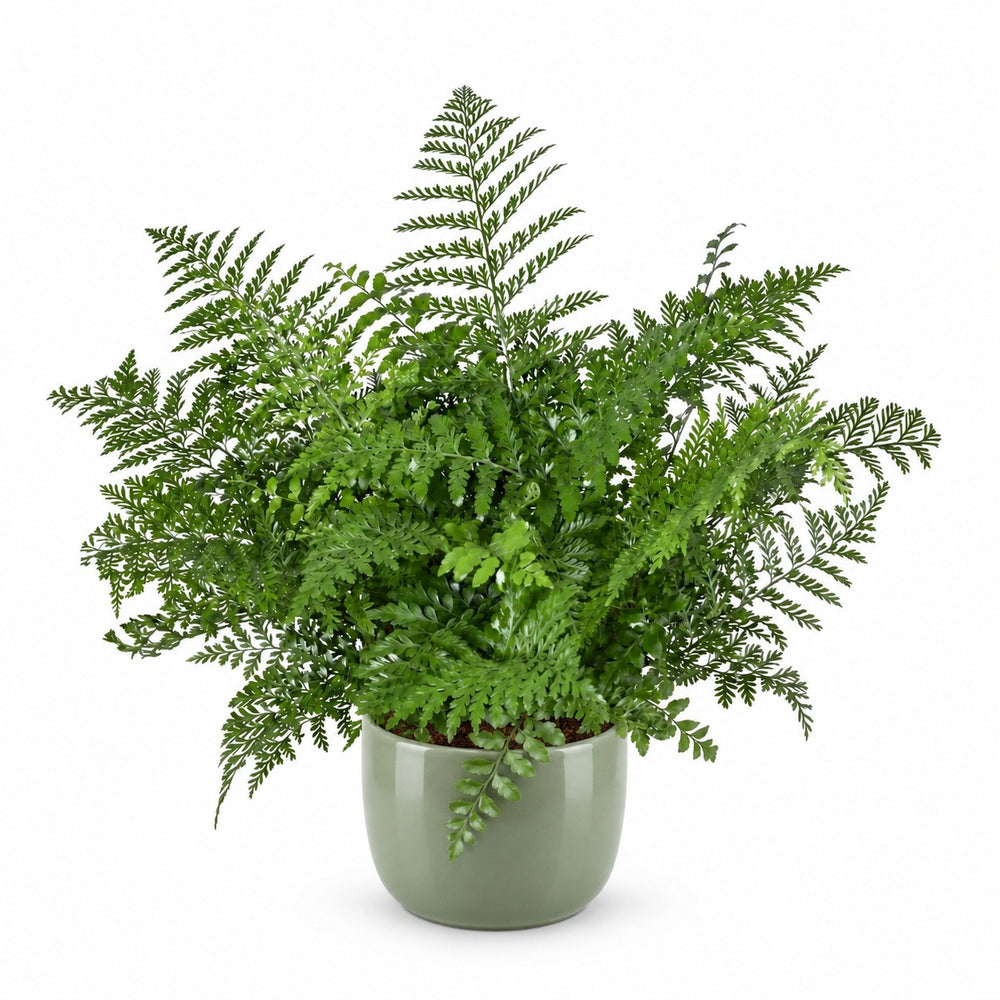 Asplenium Parvati (55cm, Ø23cm), Stylingbeispiel im Übertopf (Übertopf nicht enthalten)