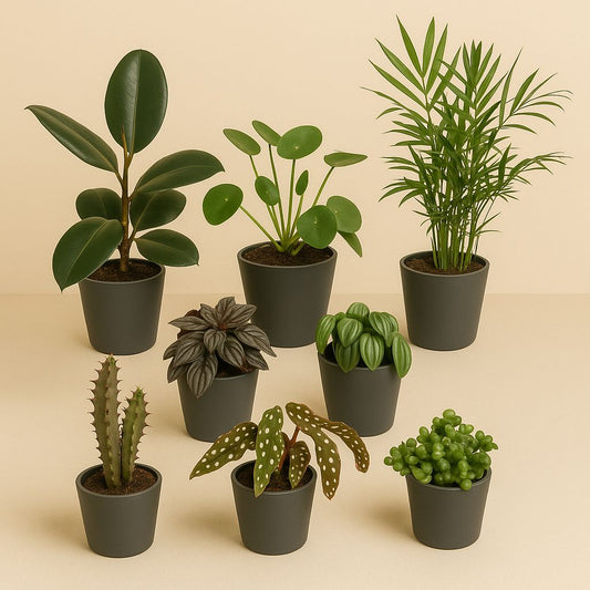 Außenseiterbox (8 Stück)  - Ø12cm Töpfe