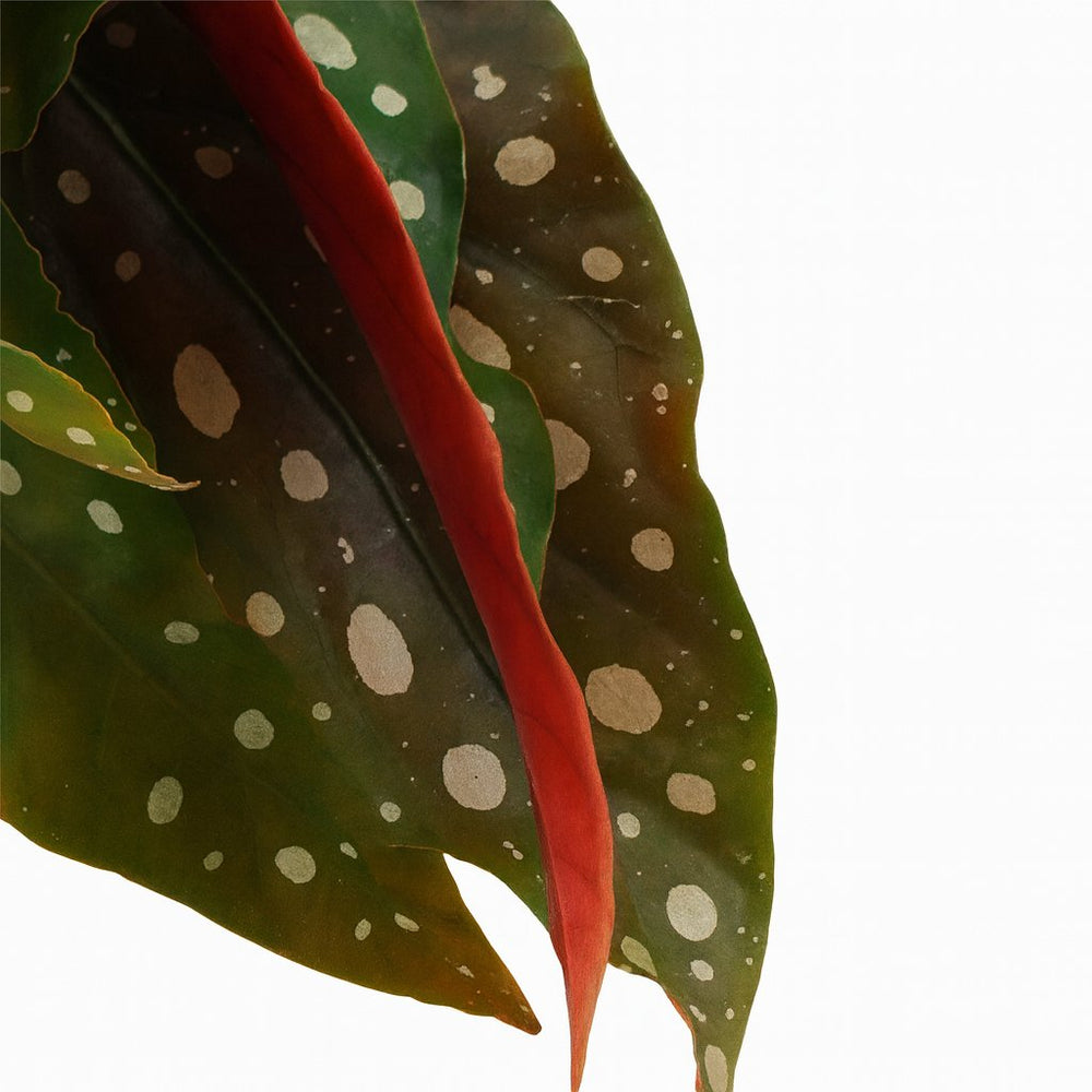 Begonia Maculata 20cm Nahaufnahme