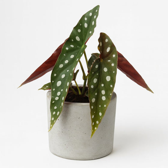 Begonia Maculata