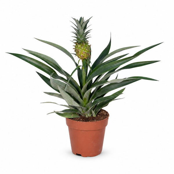 Bromelia Ananas (30cm, Ø12cm) im Kulturtopf