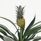 Bromelia Ananas 30cm Nahaufnahme