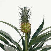 bromelie ananas pflege Bromelia Ananas