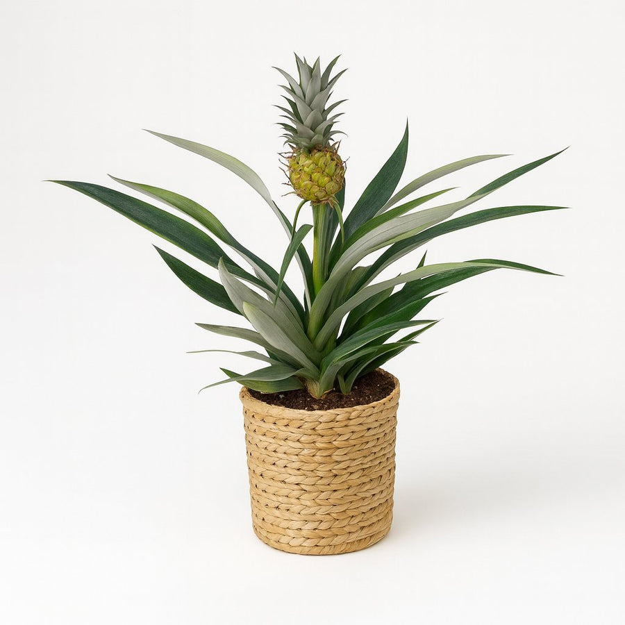 Bromelia Ananas 30cm