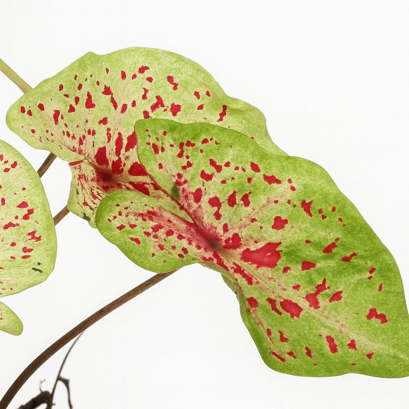 Caladium Miss Muffet Detail