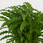 Calathea Bluegrass 65cm Nahaufnahme