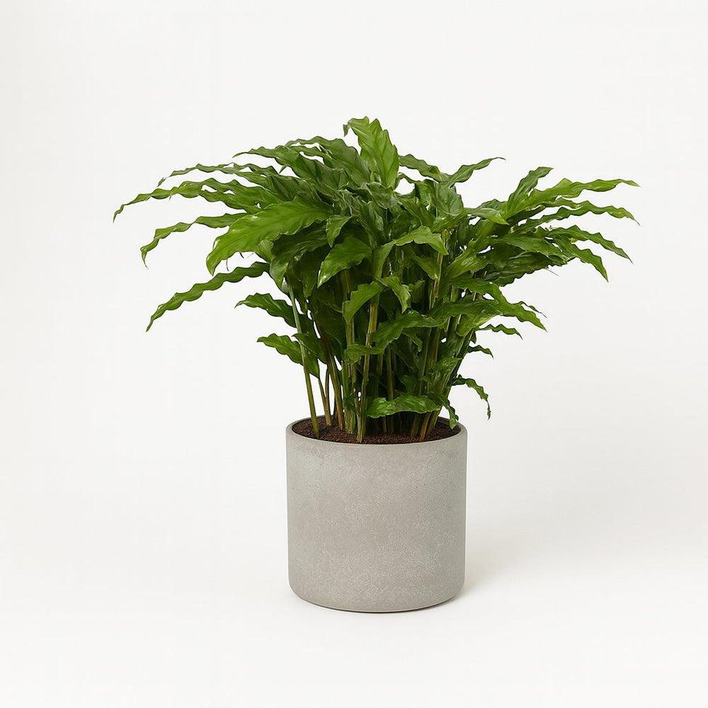 Calathea Bluegrass