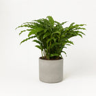 Calathea Bluegrass 65cm