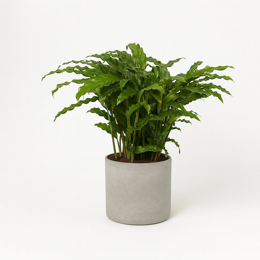 Calathea Bluegrass 65cm