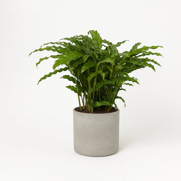 Calathea Bluegrass