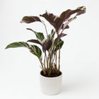 Calathea Fusion White 40cm