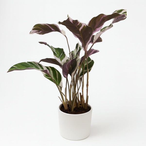 Calathea Fusion White