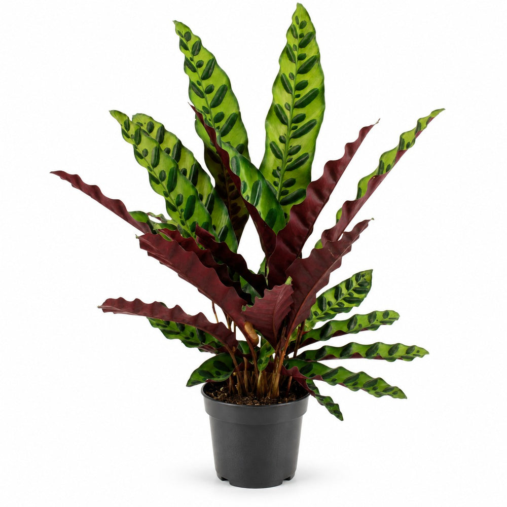 Calathea Lancifolia (45cm, Ø14cm) im Kulturtopf