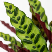 Calathea Lancifolia (45cm, Ø14cm), Nahaufnahme Blatt