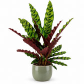 Calathea Lancifolia (45cm, Ø14cm), Stylingbeispiel im Übertopf (Übertopf nicht enthalten)