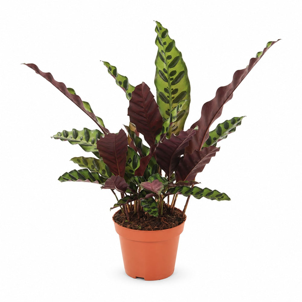 Calathea Lancifolia (50cm, Ø12cm) im Kulturtopf
