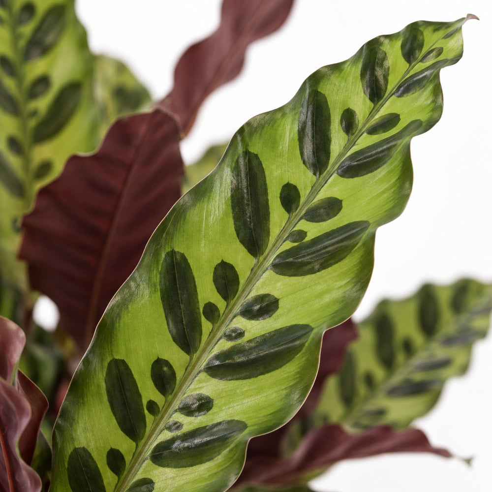 Calathea Lancifolia (50cm, Ø12cm), Nahaufnahme Blatt