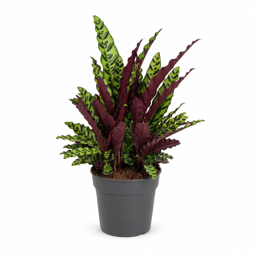 Calathea Lancifolia (70cm, Ø27cm) im Kulturtopf