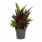 Calathea Lancifolia (70cm, Ø27cm) im Kulturtopf