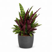 Calathea Lancifolia (70cm, Ø27cm), Stylingbeispiel im Übertopf (Übertopf nicht enthalten)